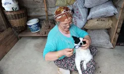 Yaralı köpeği anne şefkatiyle hayata döndürdü