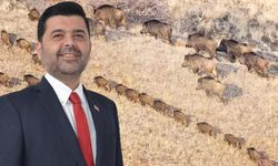 Uluborlu’da yaban domuzu popülasyonuna karşı kontrollü av