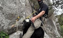 Serik’te kayalıklarda mahsur kalan keçi ve kuzu kurtarıldı