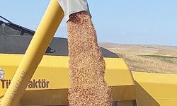 ABB Kırsal Hizmetler Daire başkanlığı % 50 hibeli nohut tohumu