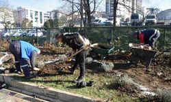 19 Kasım’da yaşanan büyük felakette yıkılan ağaçların yerlerine lavanta ekimine başlandı