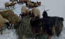 Ardahan'da hava şartları çiftçilere zor anlar yaşatıyor