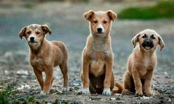 Kent Konseyleri Birliğinden “Kedi ve köpek köyleri kuralım” çağrısı