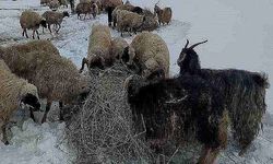 Ardahan'da hava şartları çiftçilere tasarruf sağlıyor