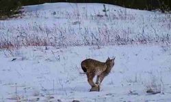 Ardahan'da vaşak görüntülendi