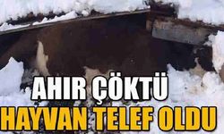 Posof'ta ahır çöktü, 7 hayvan telef oldu