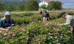 Isparta’da Gül kampanyası sona erdi