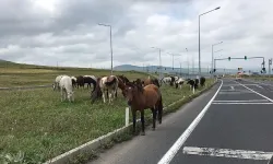 Dikkat at çıkabilir!