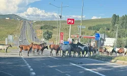 Başıboş atlar kazaya davetiye çıkarıyor