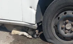 Otomobilin altına sıkışan köpeği itfaiye kurtardı