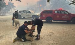 Manisa ve Uşak'taki orman yangınları kontrol altına alındı