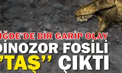 Dinozor fosili dedikleri nesne, taş çıktı!