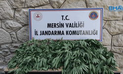 Mersin jandarmasından uyuşturucu operasyonu: 3 şüpheli yakalandı