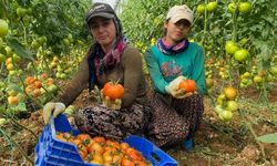 Antalya'da ilk domates hasatları gelmeye başladı