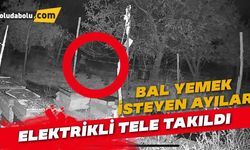 Bal yemek isteyen ayılar elektrikli tele takıldı