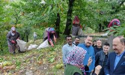 Isparta'da kestane sezonu başladı