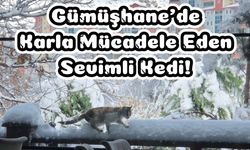 Gümüşhane’de karla mücadele eden sevimli kedi!