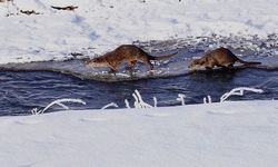 Nesli tükenmekte olan su samuru buz üzerinde balık avlarken görüntülendi