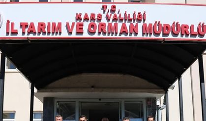 Kars'ta büyükbaş hayvan varlığı  604 bin 296