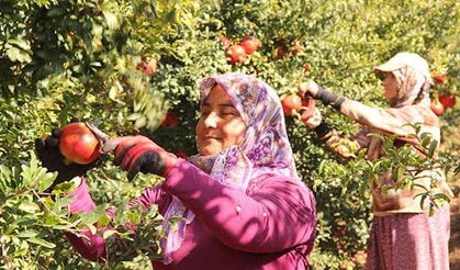 Nar bolluğu çetin bir kışın habercisidir