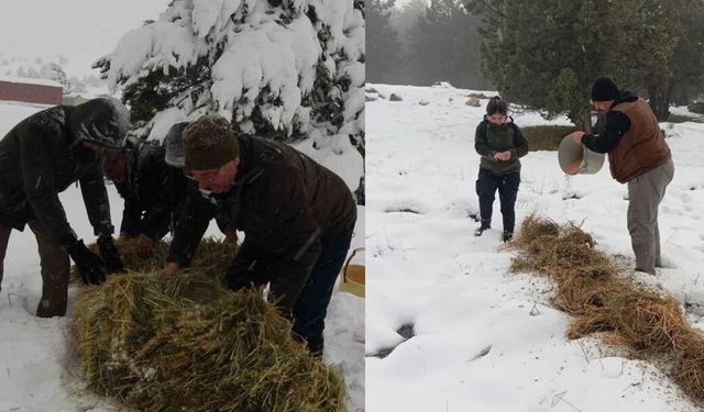 Burdur yaylalarında kar kalınlığı arttı yaban hayvanlar için seferberlik başladı