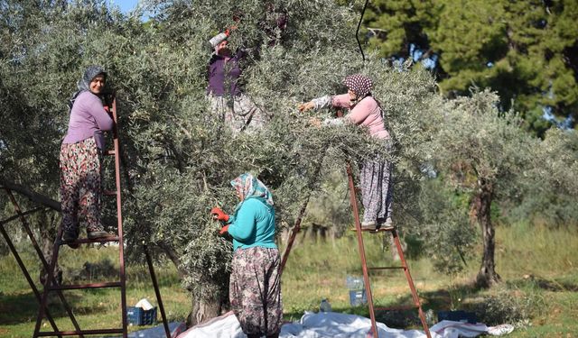 Zeytin ağacı kurak yazda strese girdi, yağ verimi düştü