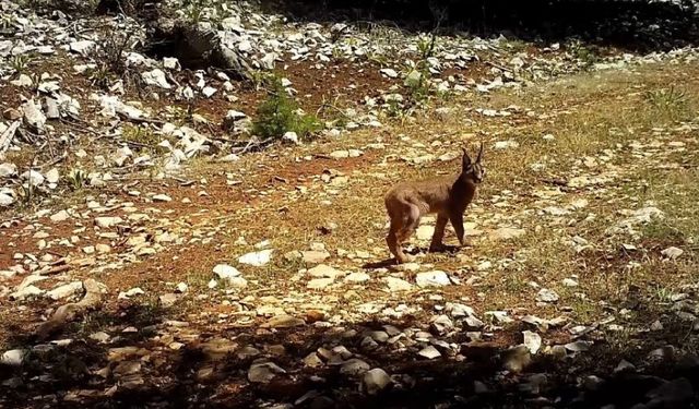 Karakulaklar tehlike altında: Türkiye'nin nadir yaban hayatı türü koruma altında