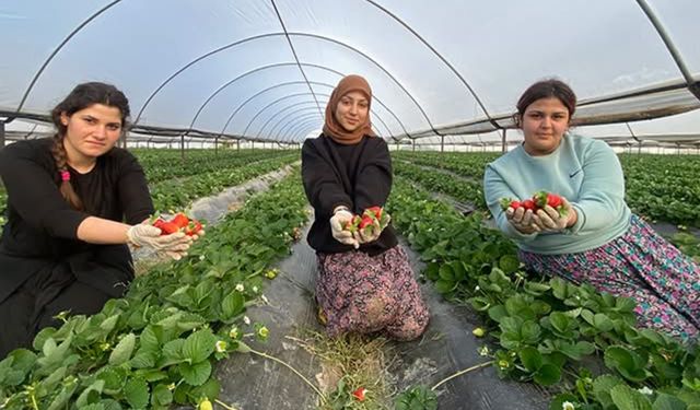 Antalya'da çilek üreticisi arıcılardan şikayet etti: Zarardayız!