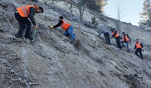 Isparta'da binlerce fidan toprakla buluşturuluyor