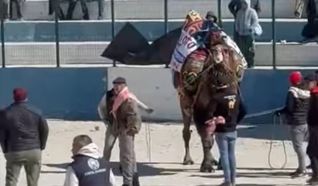 Demre’de deve güreşlerinde kavga çıktı