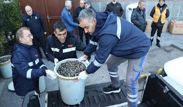 Antalya'da 300 kilogram sağlıksız midyeye el konuldu