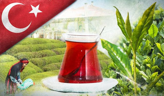 ÇAYKUR 2025 yaş çay sezonunu açtı
