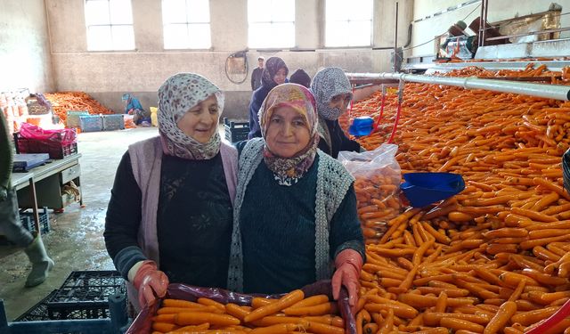 Beypazarı, türkiye havuç üretiminin % 50 sini karşılıyor