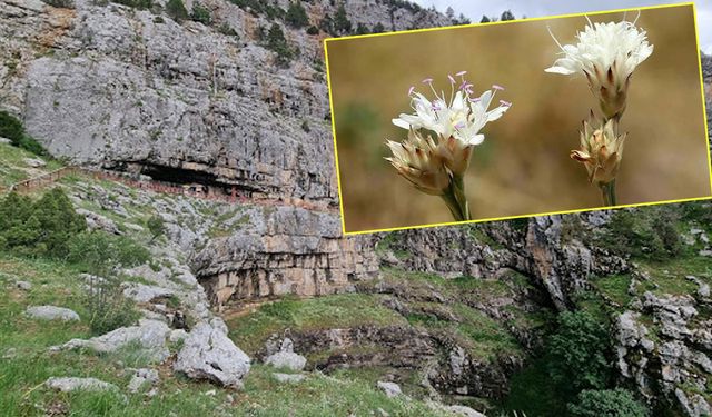 Antalya’nın Akseki ilçesinde yeni bir endemik bitki türü keşfedildi