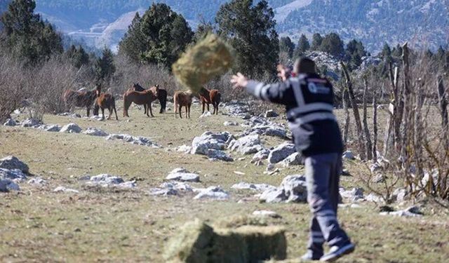 Yılkı atları için seferberlik! Eynif Merası'na yiyecek bırakıldı