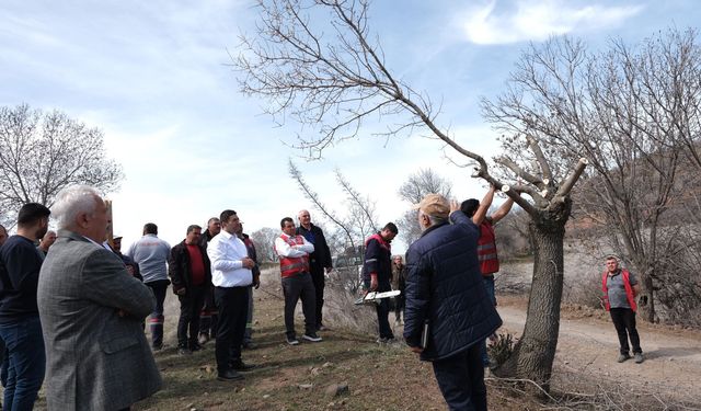 2 binin üzerinde Sakızlık ağacına Macun Mahallesinde aşılama