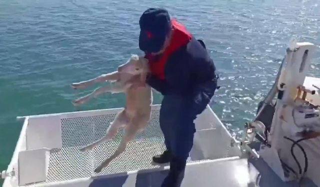 Sahil Güvenlik'den Kuzu Operasyonu