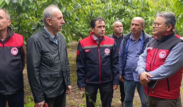 Tarım uzmanları Amasya’da don hasarını yerinde inceledi