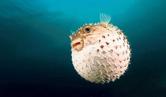 Balon balığı avcılığına verilen destek artırıldı: Kilit türde fiyat yüzde 40 yükseldi