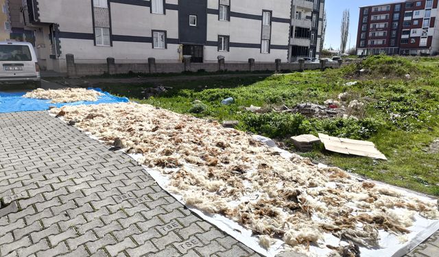 Kars’ta yün yıkama geleneği devam ediyor
