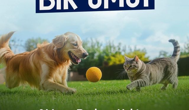 Selim Belediyesi'nden sokak hayvanlarına destek: "1 Mama 1 Umut"