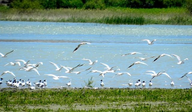 Nallıhan'da Foto Safari heyecanı başlıyor