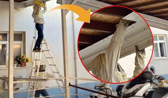 Serik'te hastane bahçesinde oğul veren arılar güvenle taşındı