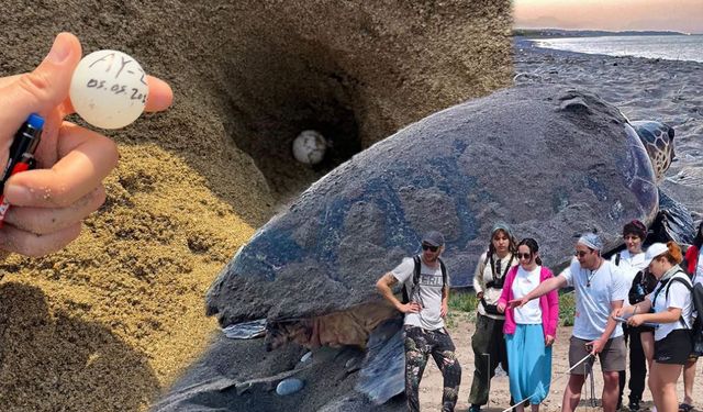 Belek kumsalında caretta carettalar ilk yuvalarını yaptı