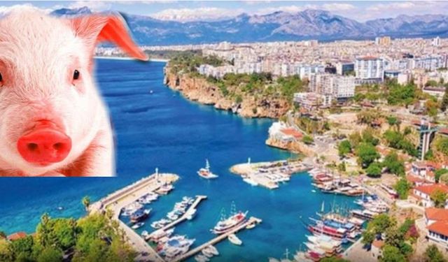 Antalya'da domuz eti skandalı! Tarım ve Orman Bakanlığı ifşa etti