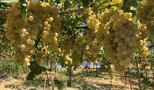 Kaş’ın ilk tescilli ürünü Margaz üzümü oldu