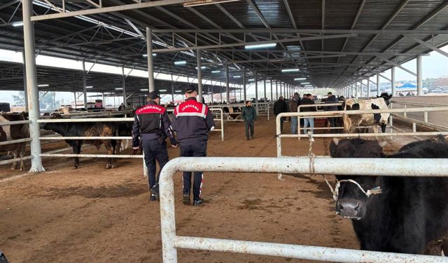 Jandarma besicileri uyardı! Ahır çevresinde köpek bulundurun