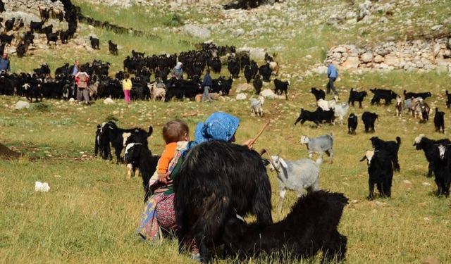 Yörükler yayla yolunda: Sıcaklardan kaçış başladı
