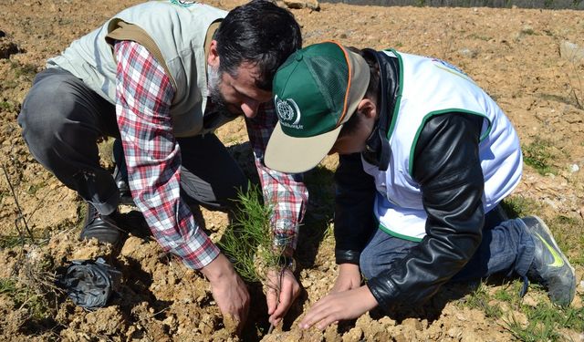 İHH yetimler için 160 bin fidan dikti