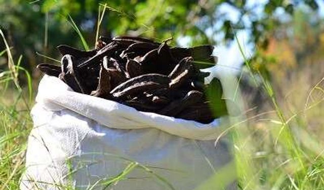 “Alanya Keçiboynuzu” coğrafi işaretle tescillendi